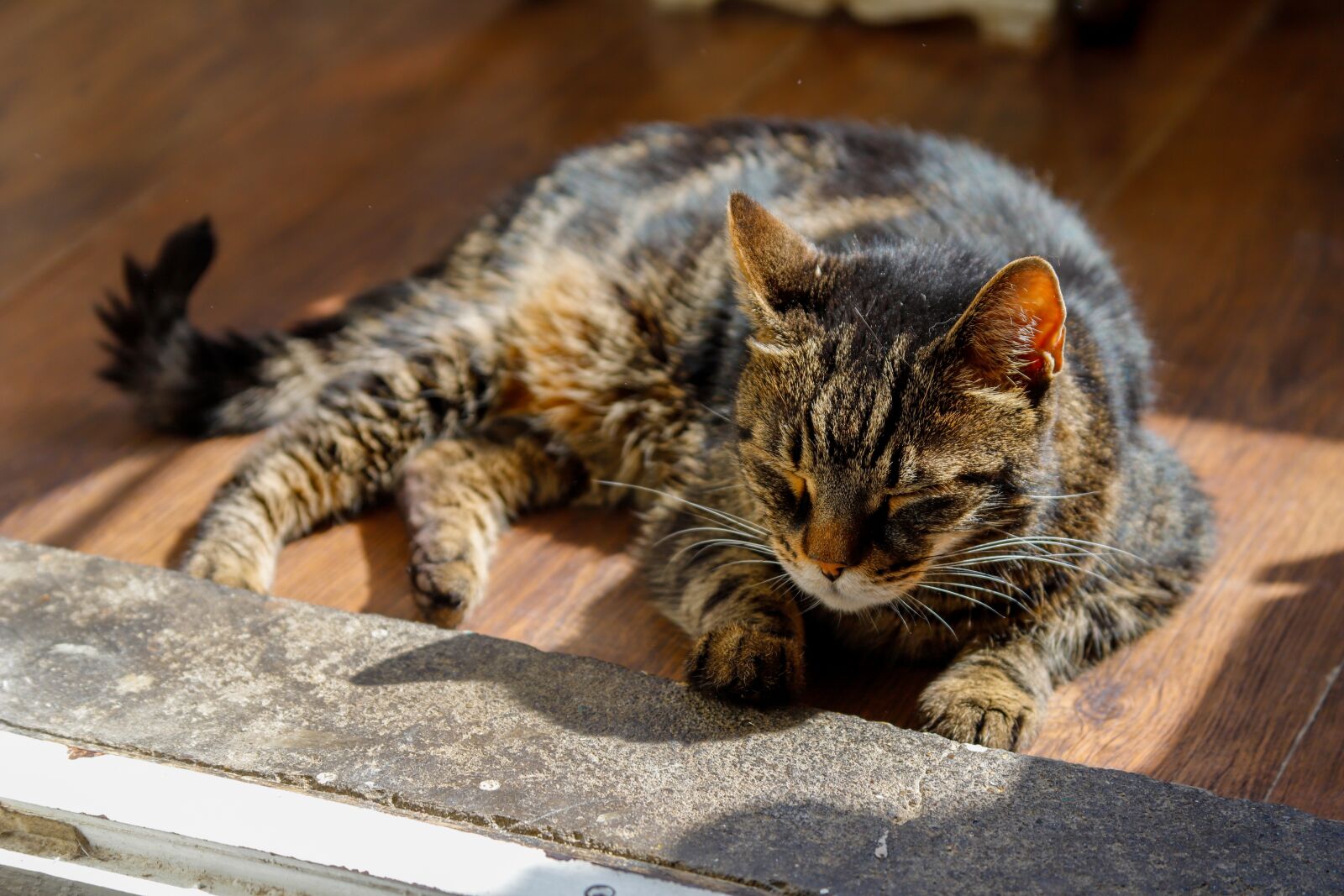 Canon EOS 6D Mark II + Canon EF 28-135mm F3.5-5.6 IS USM sample photo. Cat, pet, animal photography