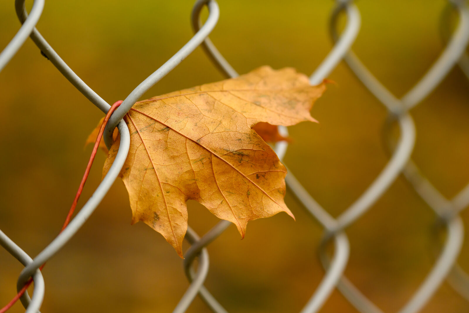 Tamron 150-500mm F5-6.7 Di III VC VXD sample photo. Fence leaf photography