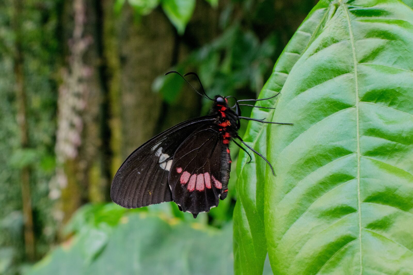 Nikon D5300 sample photo. Butterfly, insect, garden photography