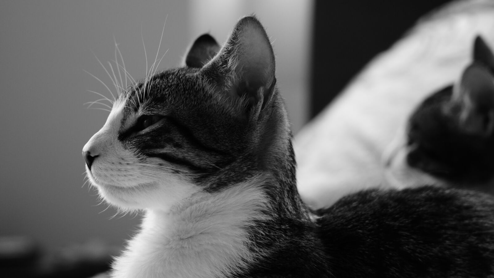 Sony 70-300mm F4.5-5.6 G SSM sample photo. Cat, black and white photography