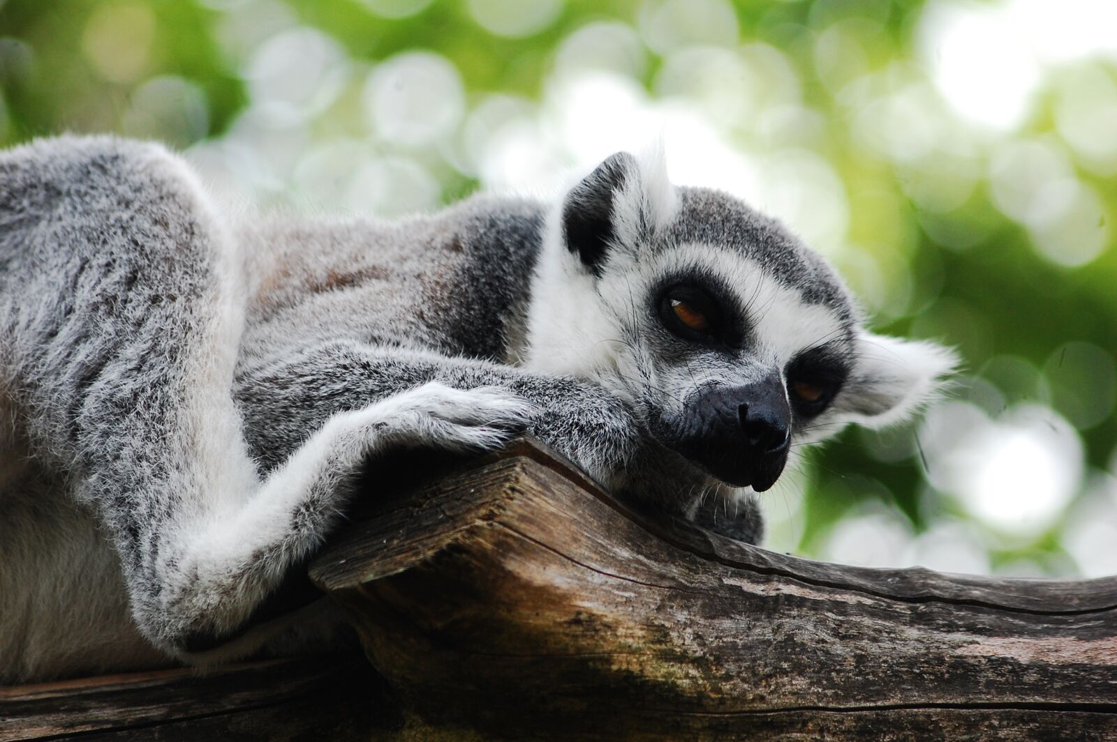 Nikon D40 sample photo. Lemur, sitting, zoo photography