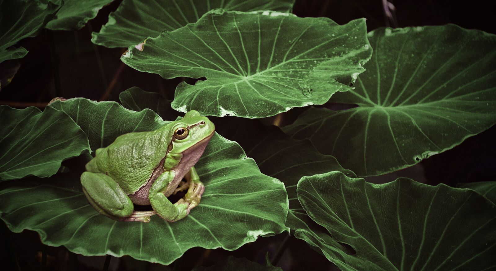 Nikon D7000 sample photo. Frog, plant, green photography