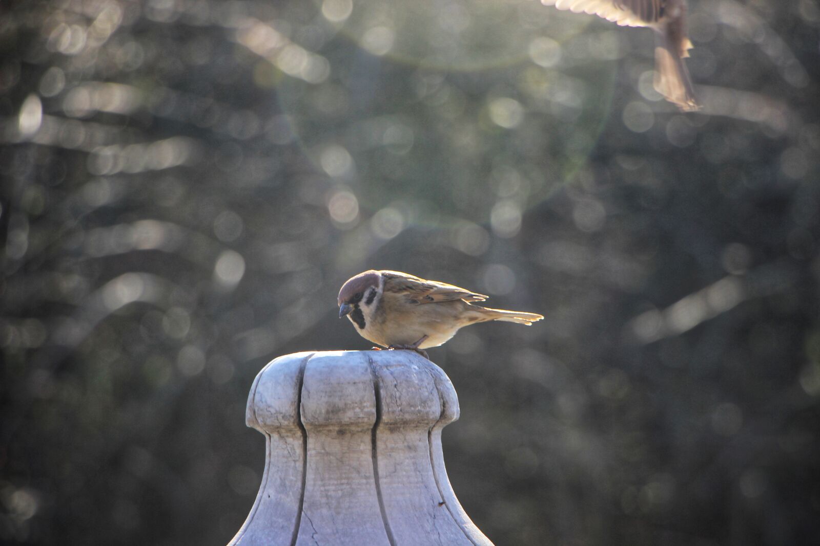 Canon EOS 600D (Rebel EOS T3i / EOS Kiss X5) + Canon EF-S 18-135mm F3.5-5.6 IS STM sample photo. Stone curved baluster, birds photography