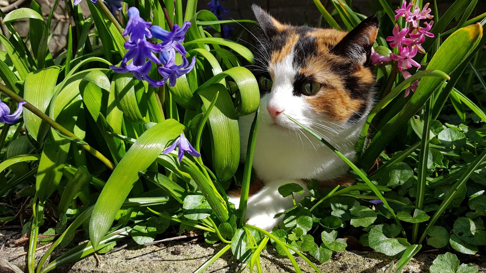Samsung Galaxy S8+ sample photo. Cats, spring, nature photography