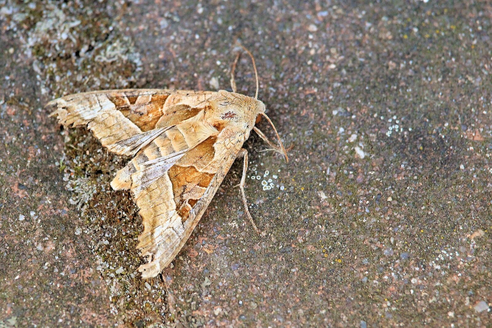 Canon EF-S 55-250mm F4-5.6 IS STM sample photo. Achateule, butterfly, noctuinae stubs photography