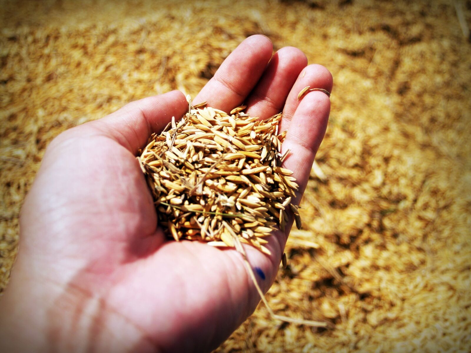Olympus E-300 (EVOLT E-300) sample photo. Rice, hand, harvest photography