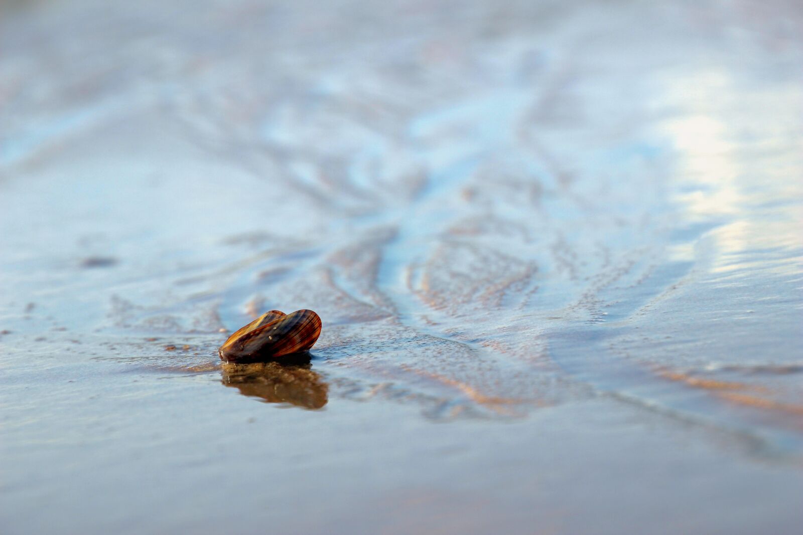 Canon EOS 600D (Rebel EOS T3i / EOS Kiss X5) sample photo. Sea, mussel, shell photography