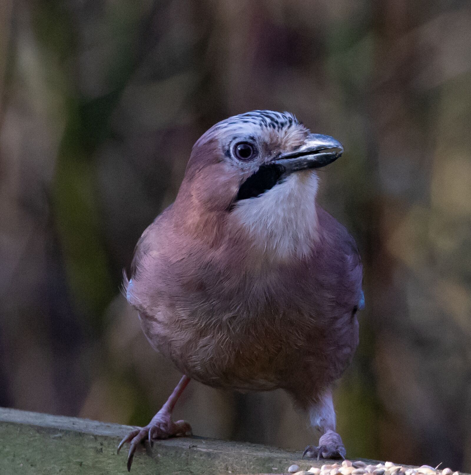 Canon EOS 7D Mark II sample photo. Blue jay, jay, corvid photography