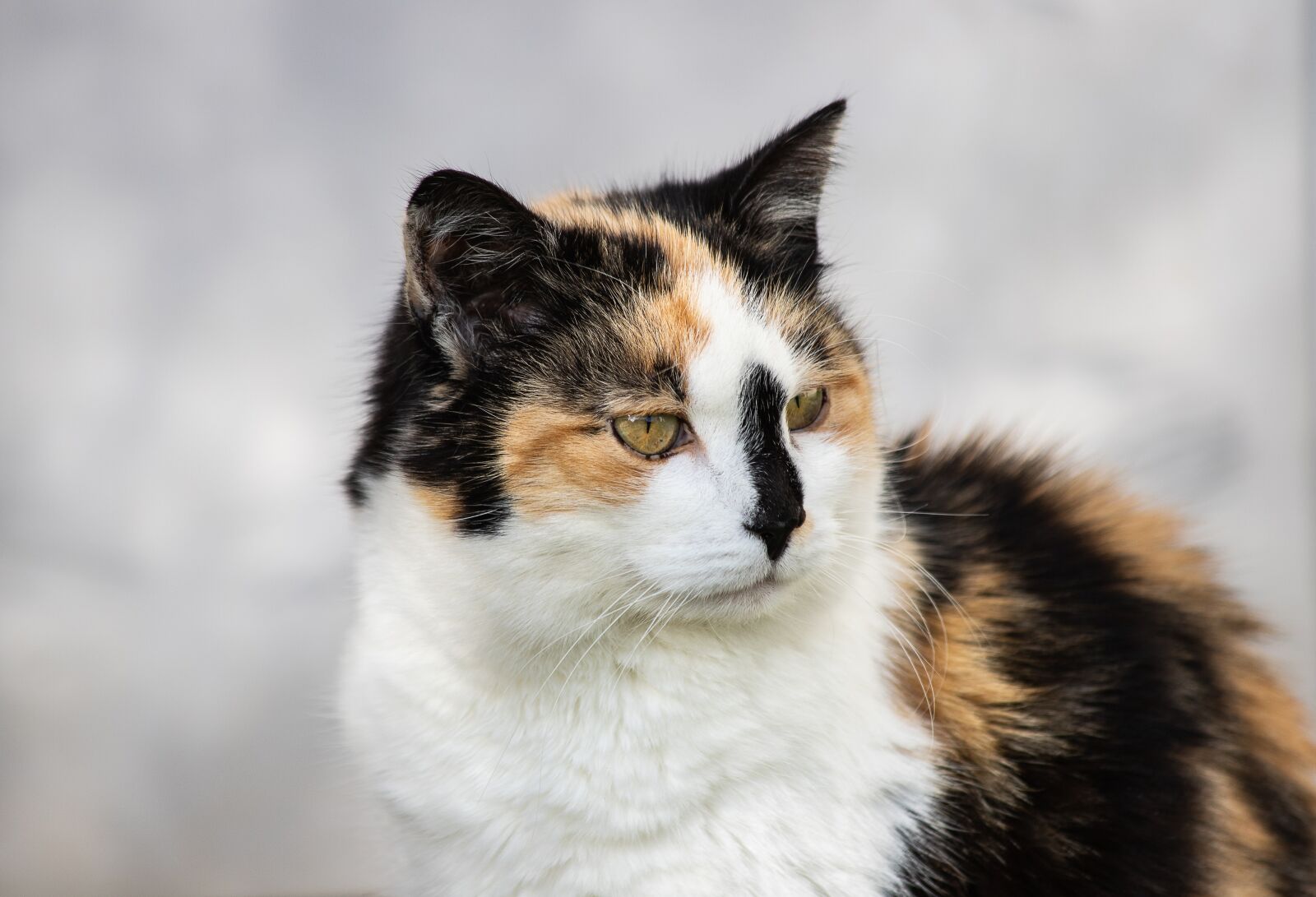 Canon EF 70-300mm F4-5.6 IS USM sample photo. Cat, mammal, animal photography