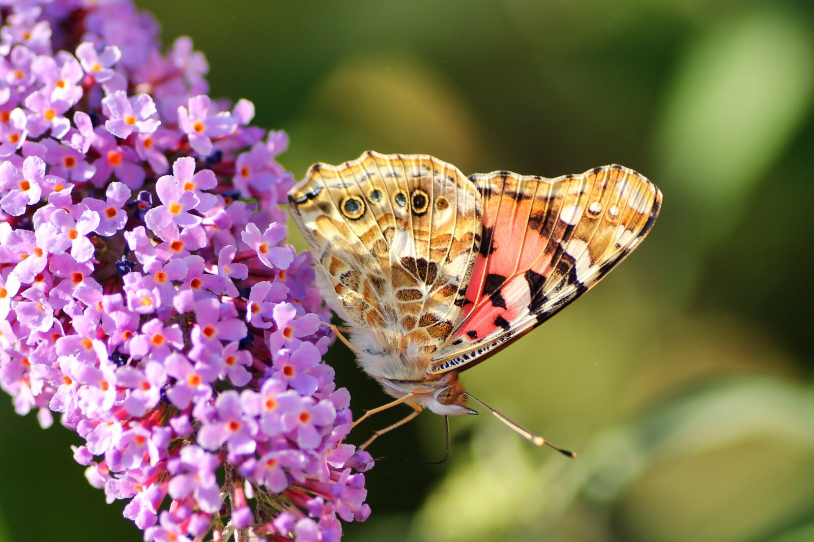 Tamron SP 90mm F2.8 Di VC USD 1:1 Macro sample photo. Vanessa cardui, butterfly, insect photography