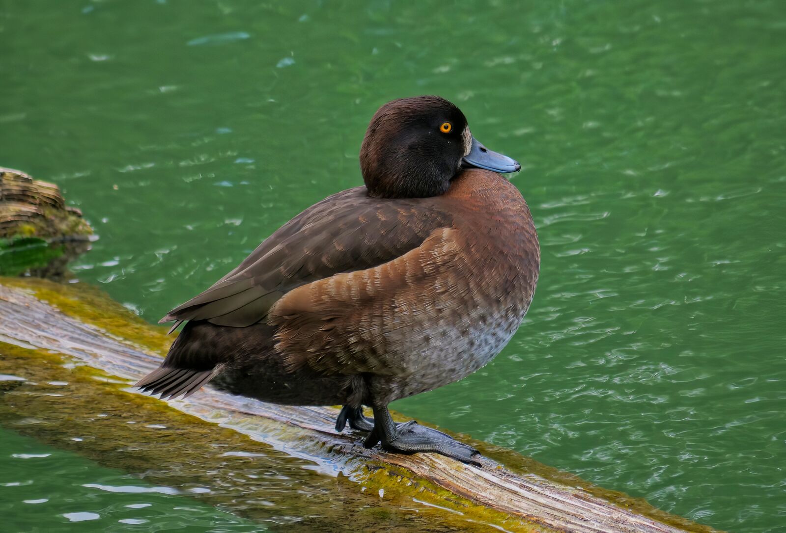 Panasonic Lumix DC-G9 sample photo. Duck, tufted duck, female photography