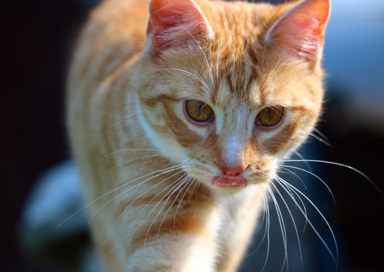 Canon EOS 100D (EOS Rebel SL1 / EOS Kiss X7) sample photo. Cat, kitten, mieze photography