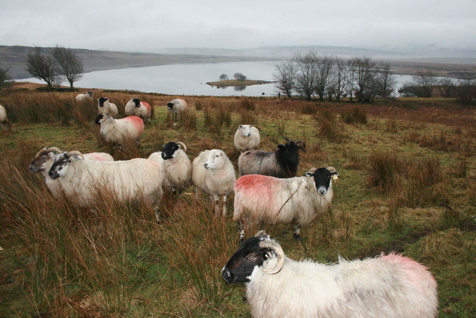 Canon EOS 400D (EOS Digital Rebel XTi / EOS Kiss Digital X) sample photo. Sheep, ireland, donegal photography