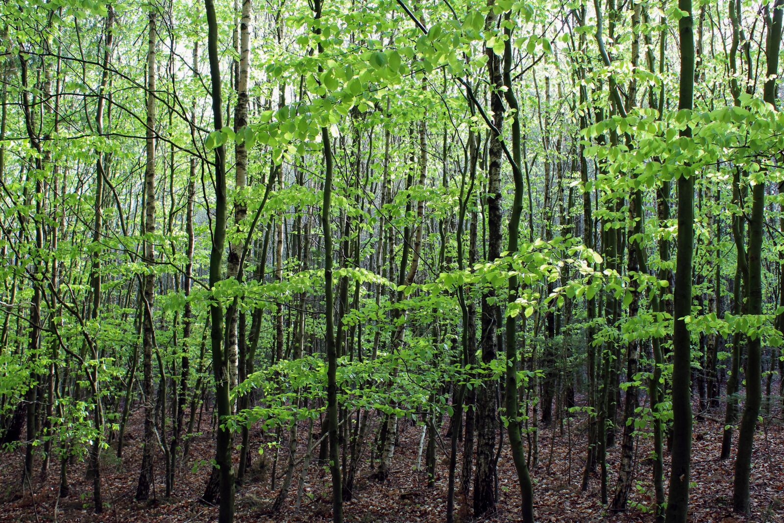 Canon EOS 600D (Rebel EOS T3i / EOS Kiss X5) sample photo. Forest, trees, spring photography