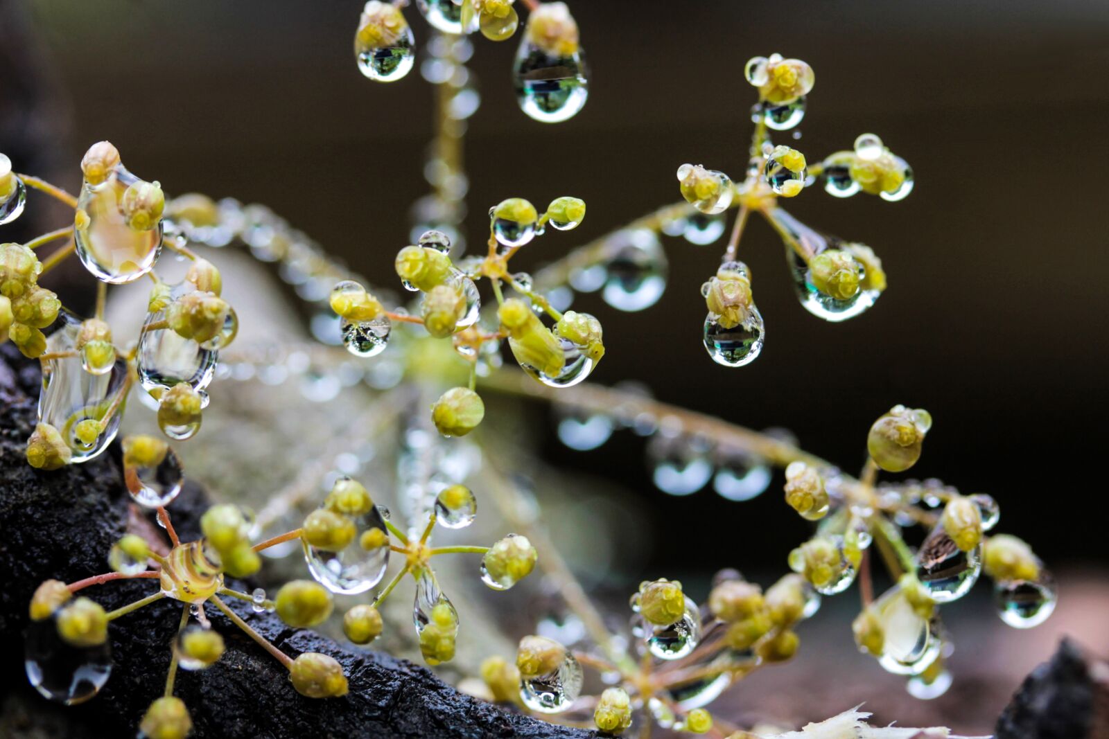 Canon EF-S 60mm F2.8 Macro USM sample photo. Just add water, flower photography