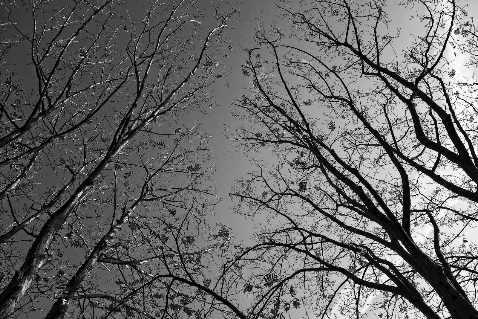 Sony Cyber-shot DSC-RX100 sample photo. Trees, tree tops, branches photography