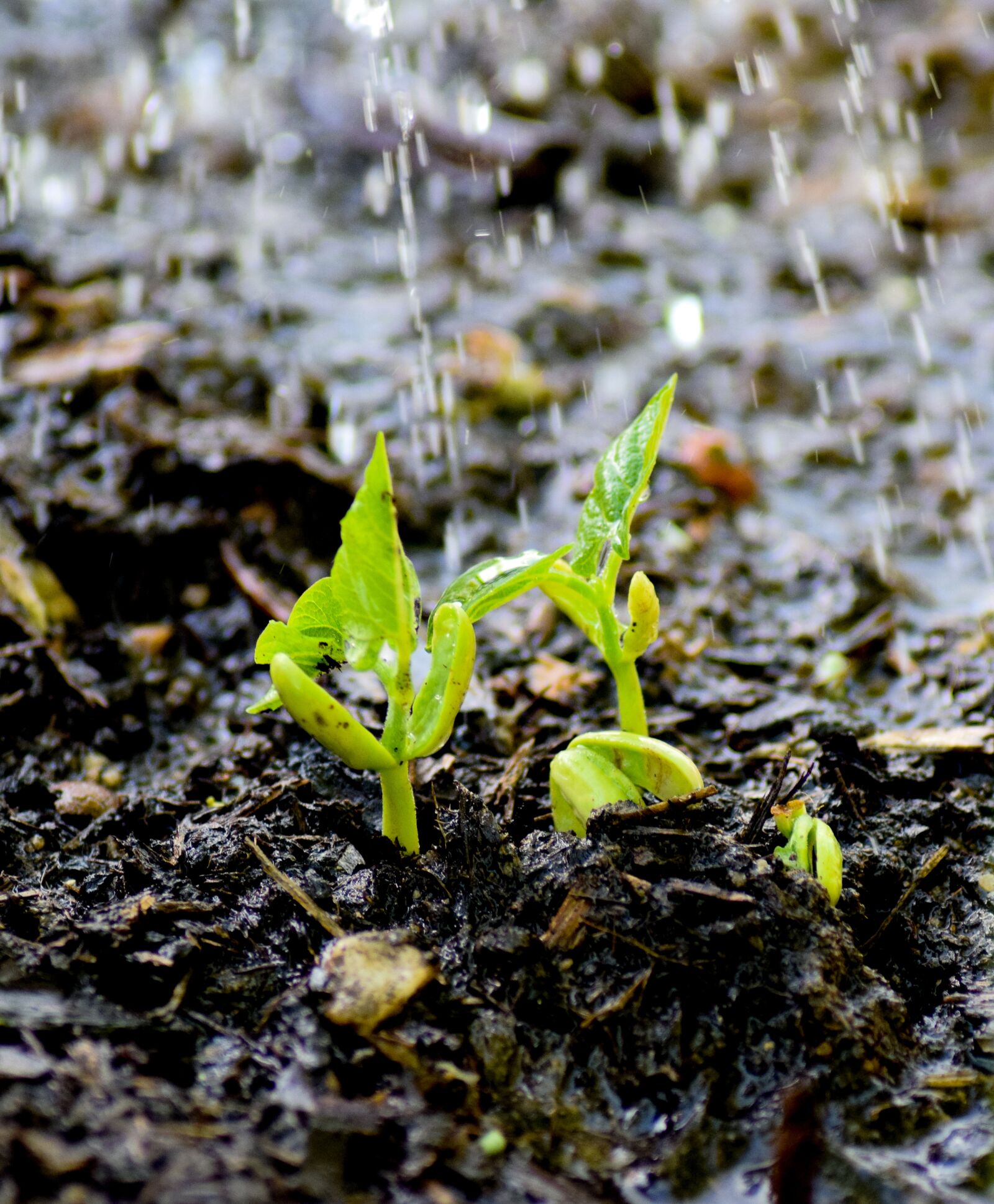 Nikon D5300 sample photo. Plug, bean, green photography