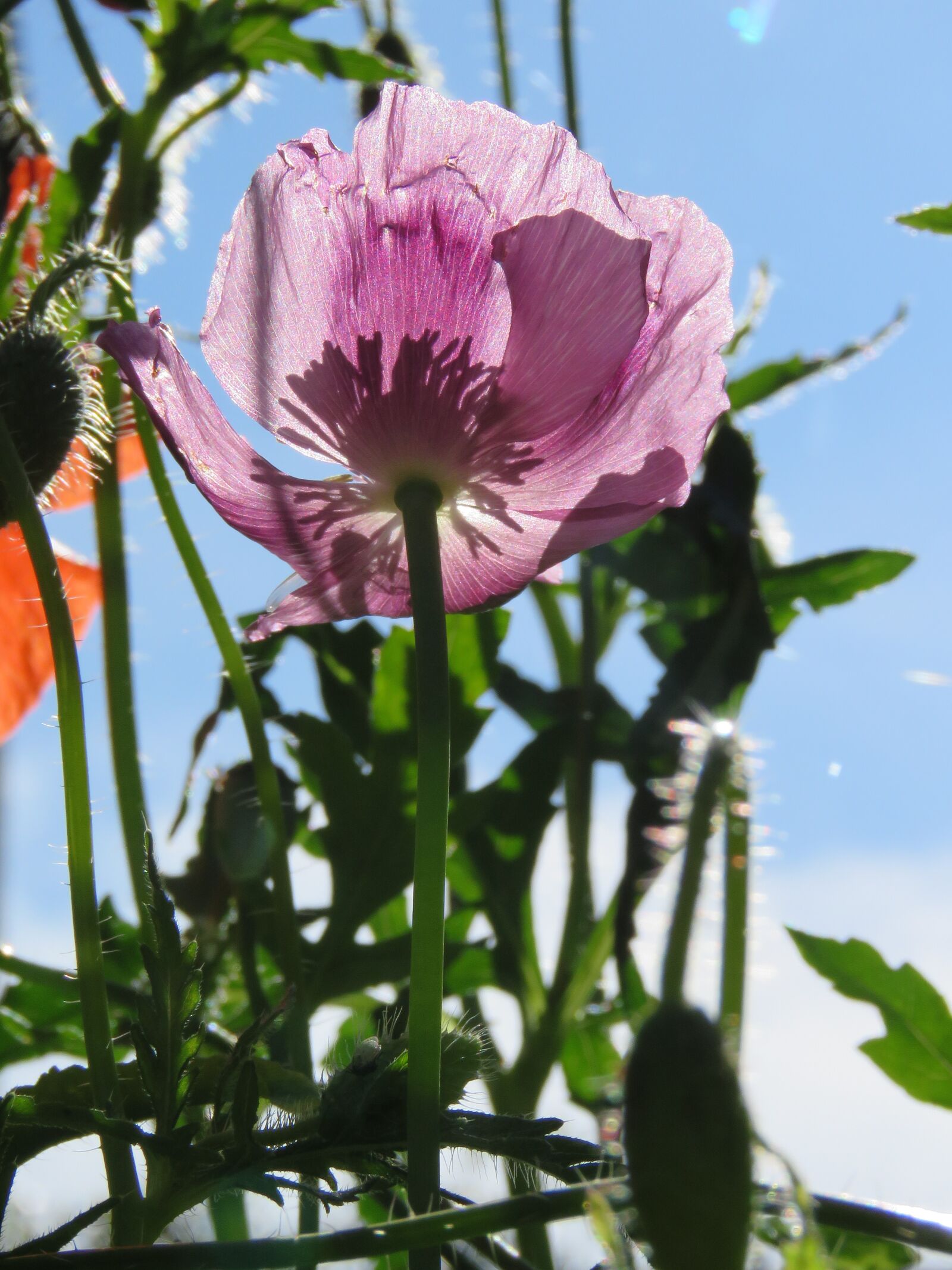 Canon PowerShot SX60 HS sample photo. Poppy, shadow, flower photography