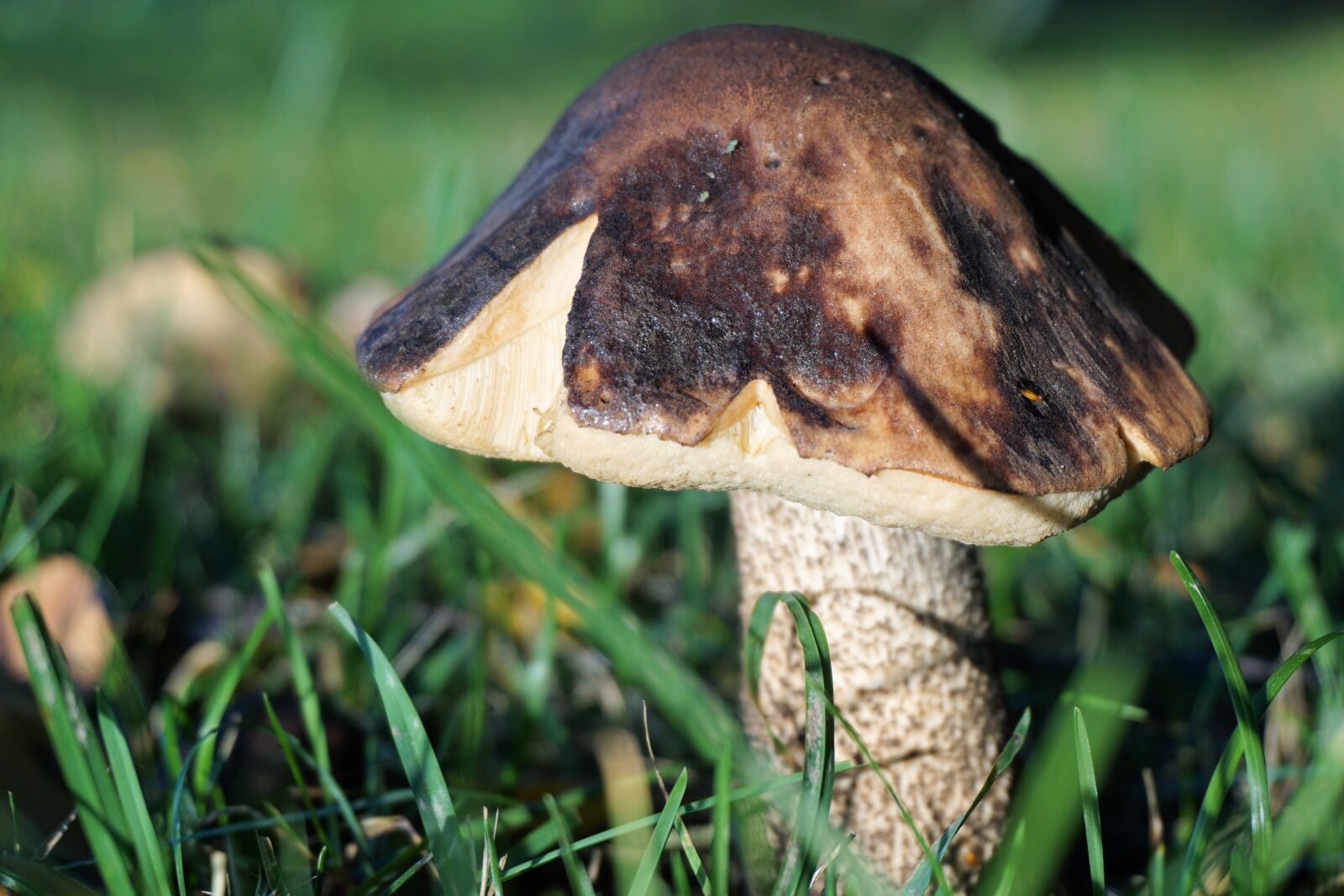 Sony a6000 sample photo. Mushroom, forest, autumn photography