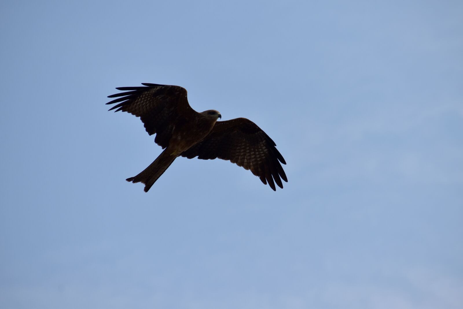 Nikon D5600 sample photo. Milvus migrans, kite, flight photography
