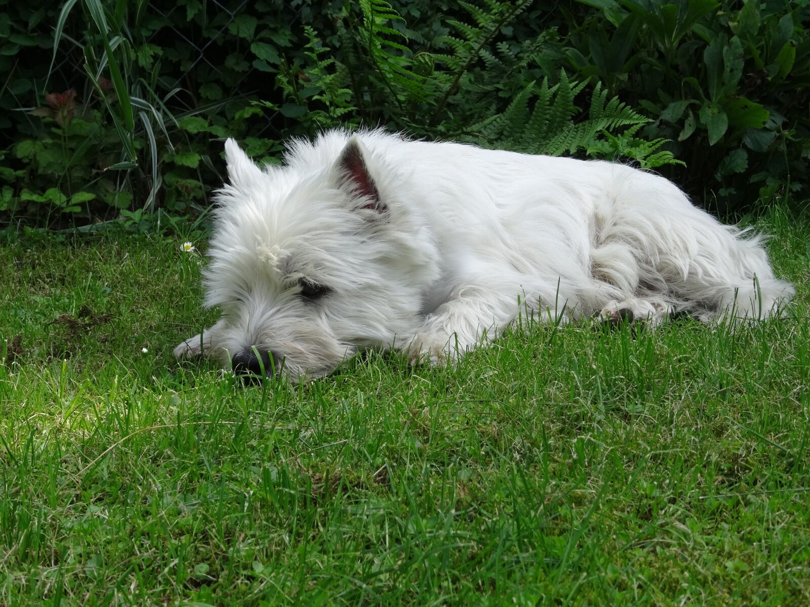 Sony Cyber-shot DSC-HX50V sample photo. Nature, meadow, dog photography