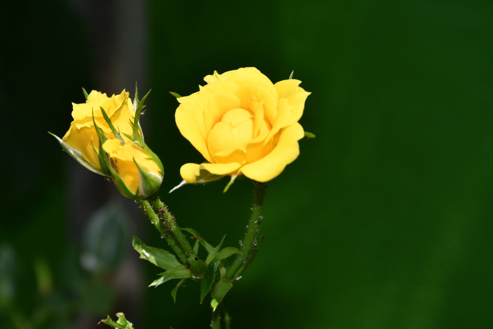Nikon D7500 sample photo. Roses, yellow, nature photography