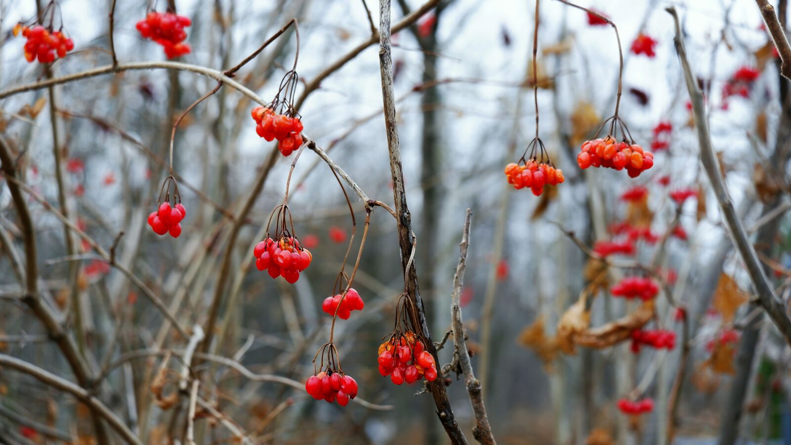 Fujifilm X-A5 sample photo. Nature, tree, red photography