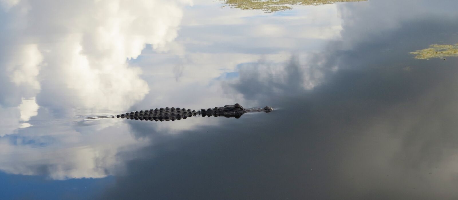 Canon PowerShot SX50 HS sample photo. Alligator, water, swamp photography
