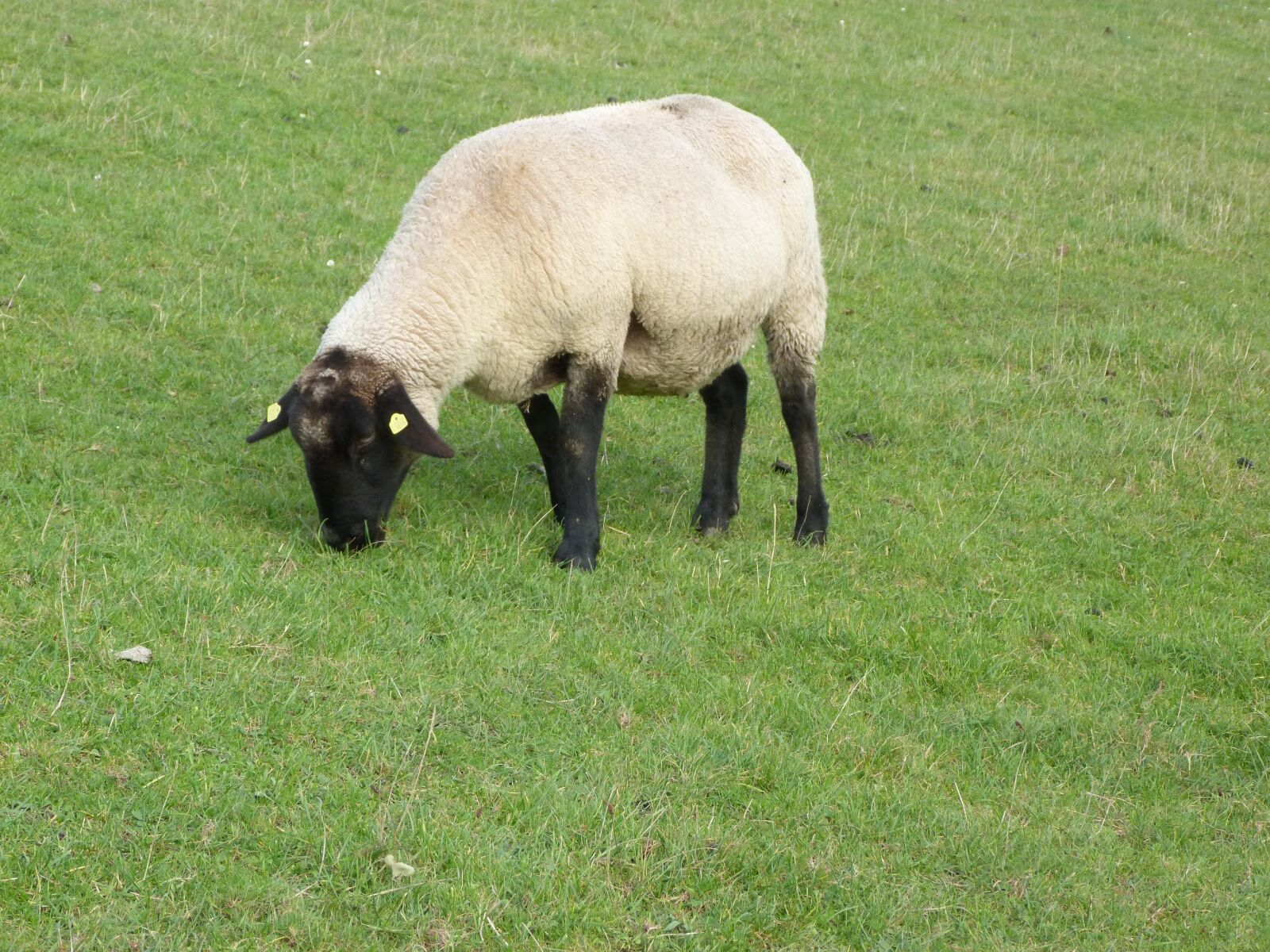Panasonic Lumix DMC-FZ40 (Lumix DMC-FZ45) sample photo. Easter, passover, lamb photography