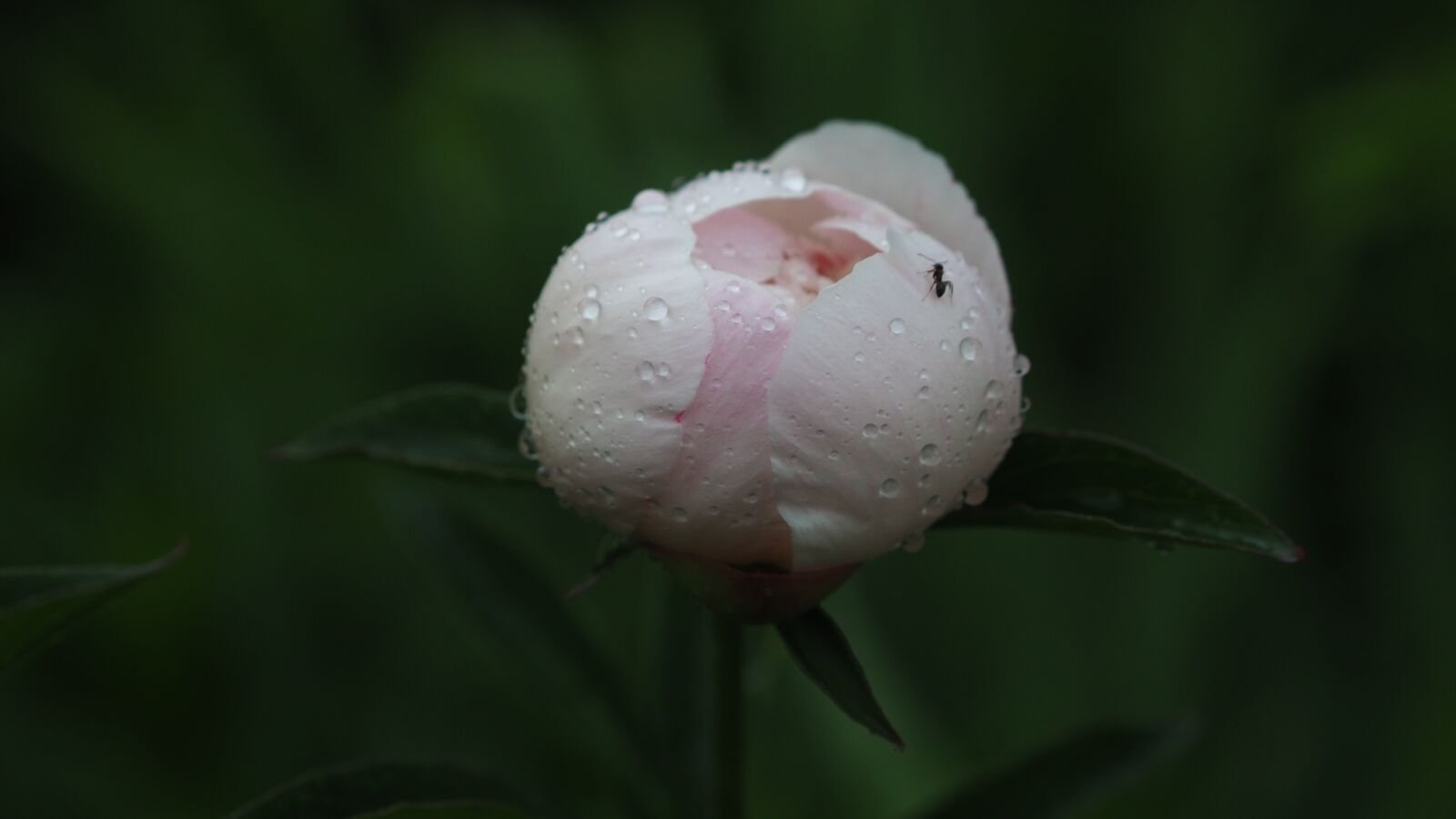 Olympus M.Zuiko Digital 45mm F1.8 sample photo. Flower, drops, rain photography