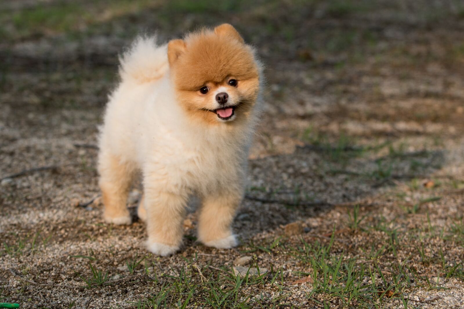 Canon EF 70-200mm F2.8L USM sample photo. Dog, animal, puppy photography