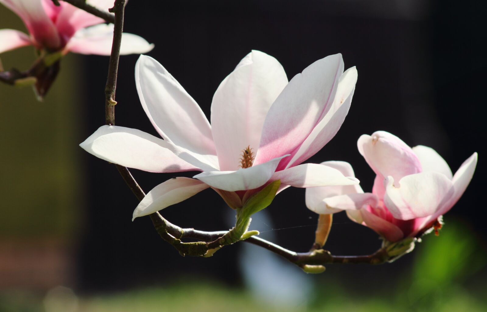Canon EOS 7D sample photo. Magnolia, flowers, spring photography