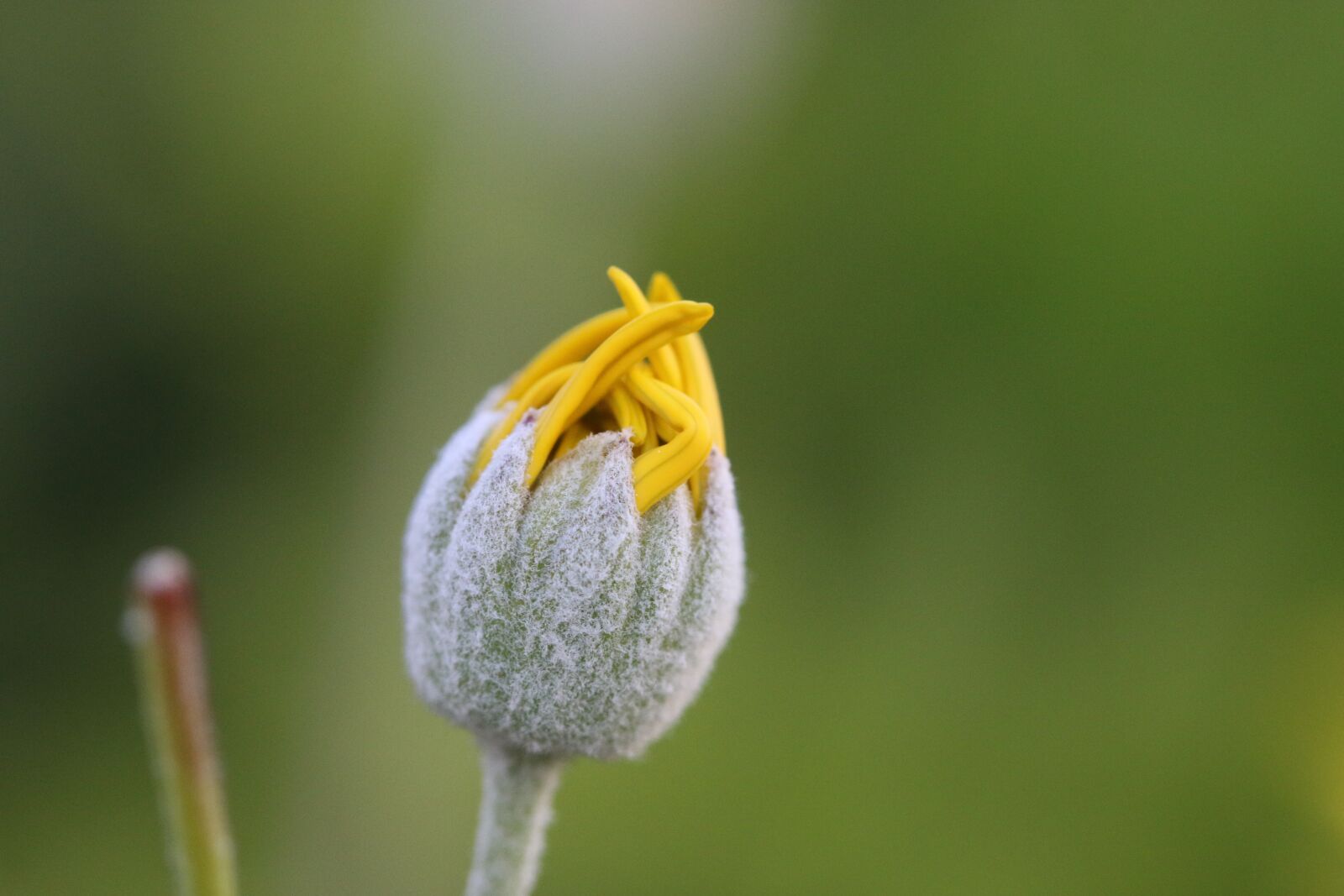 Canon EOS 70D + Canon EF 100mm F2.8 Macro USM sample photo. Yellow, pink, flower photography