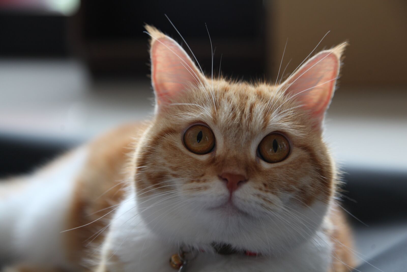 Canon EOS 5D Mark II sample photo. Ears, kitten, cat photography