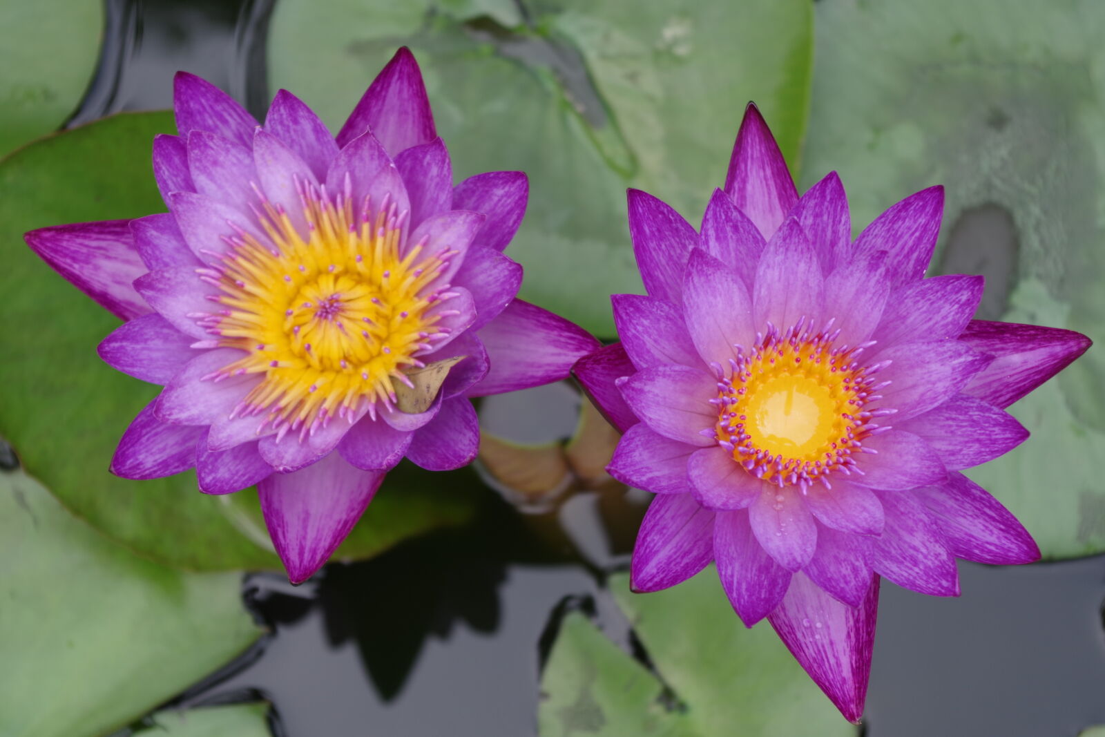 smc PENTAX-DA L 18-55mm F3.5-5.6 sample photo. Flowers, fuschia, pond, purple photography