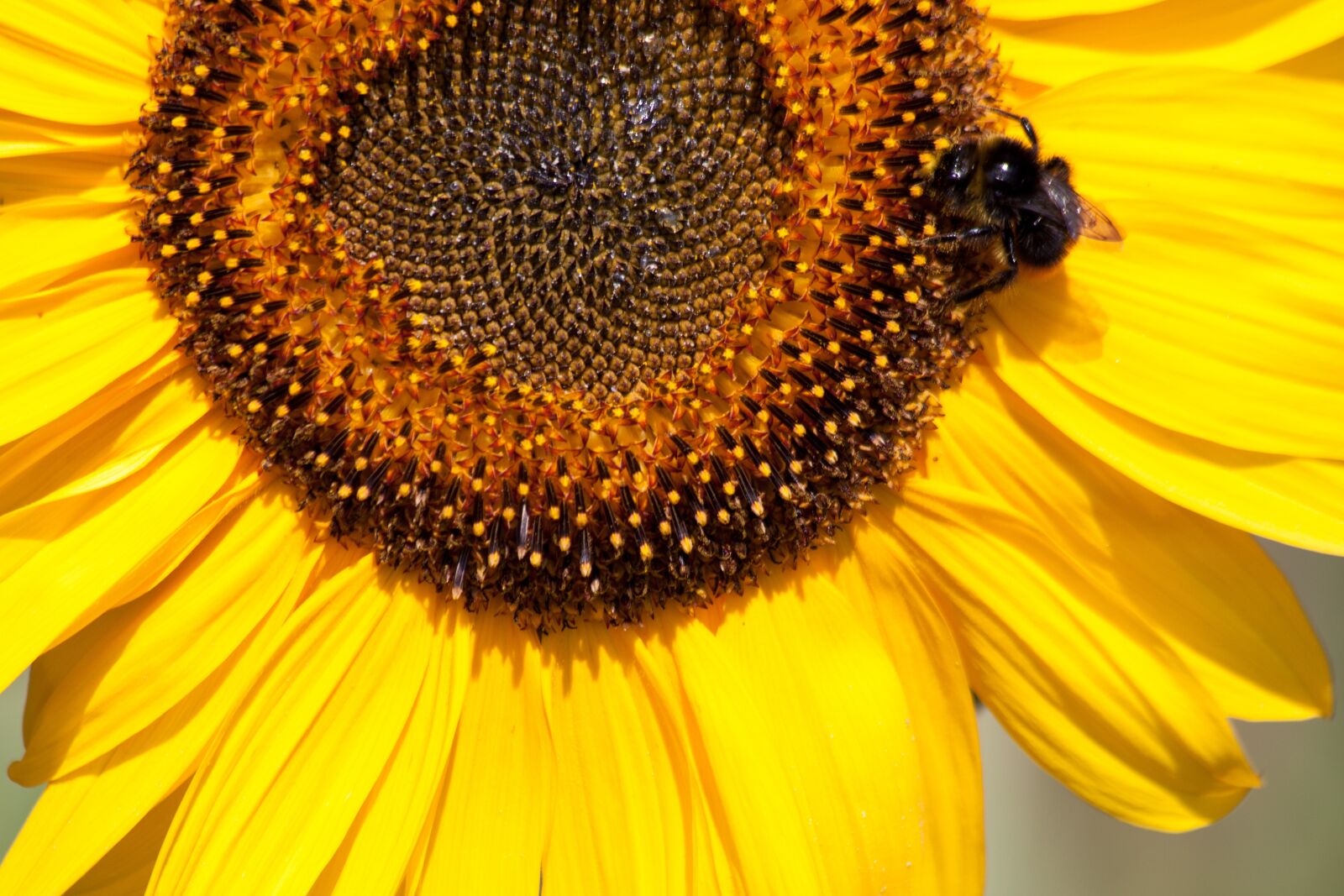 Canon EOS 50D sample photo. Sunflower, helianthus annuus, flower photography