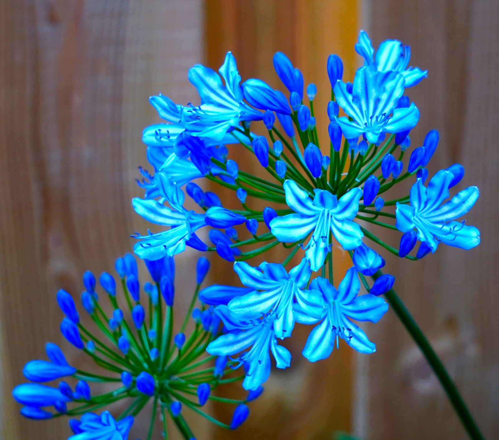 Sony E 55-210mm F4.5-6.3 OSS sample photo. Agapanthus, blossom, bloom photography