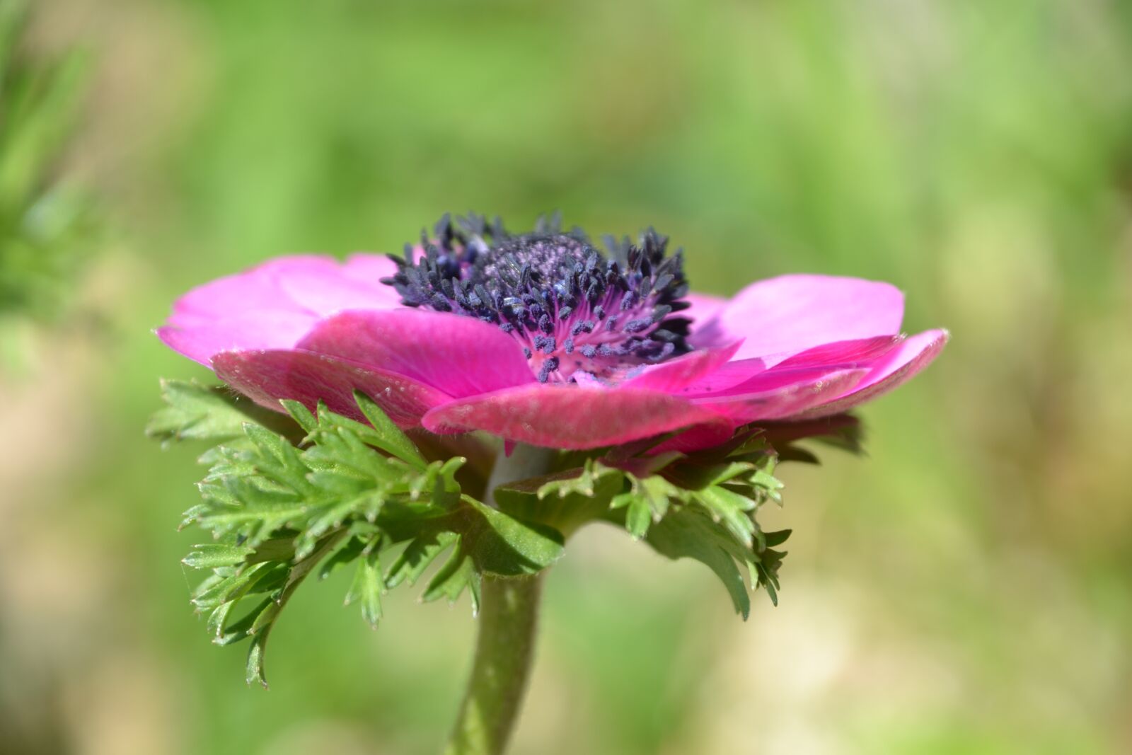 Nikon D3100 sample photo. Shrub, perennials greenhouse, flower photography