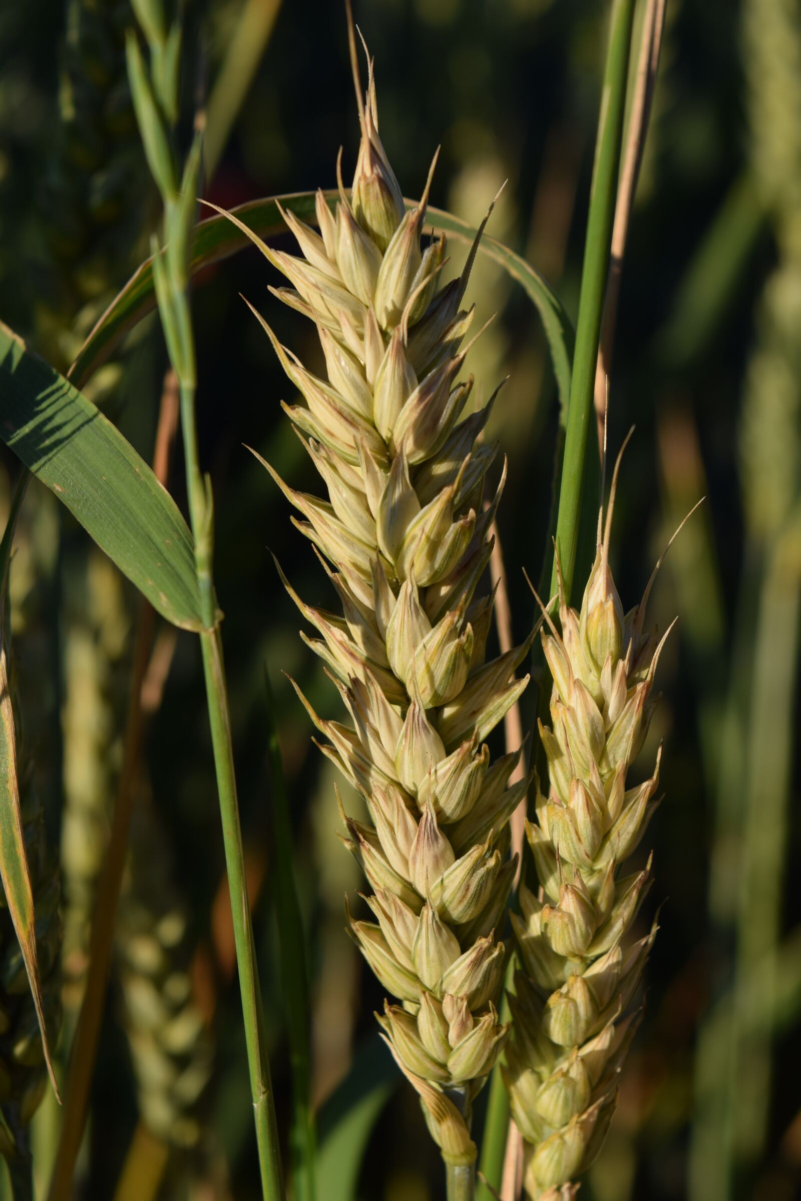 Nikon D3300 sample photo. Cereals, close up, grain photography