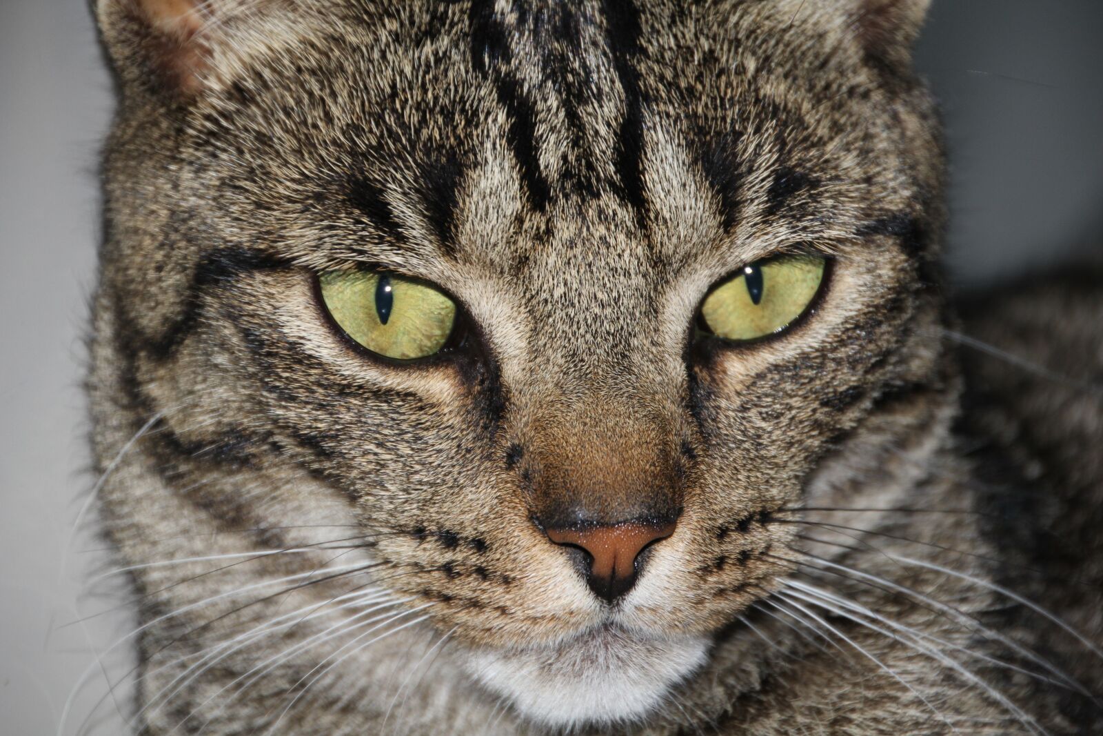Canon EOS 60D sample photo. Cat, head, closeup photography