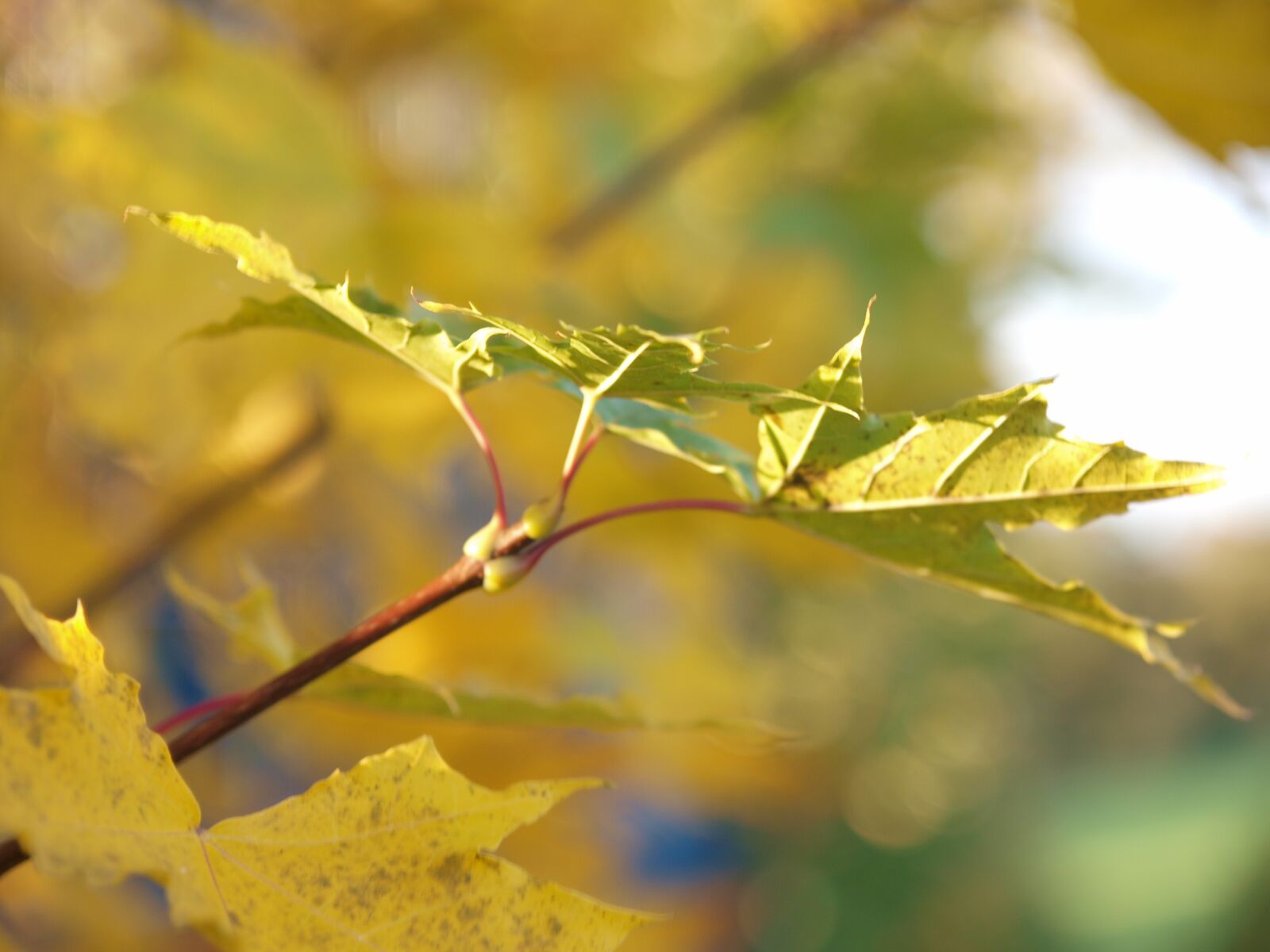 Olympus E-3 sample photo. Maple, leaf, branch photography
