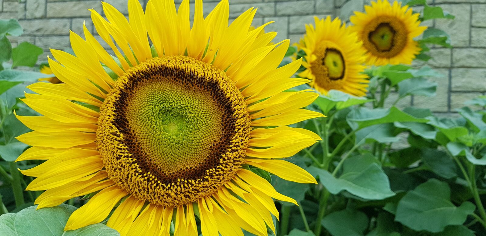 Samsung Galaxy S8+ sample photo. Sunflower, nature, garden photography