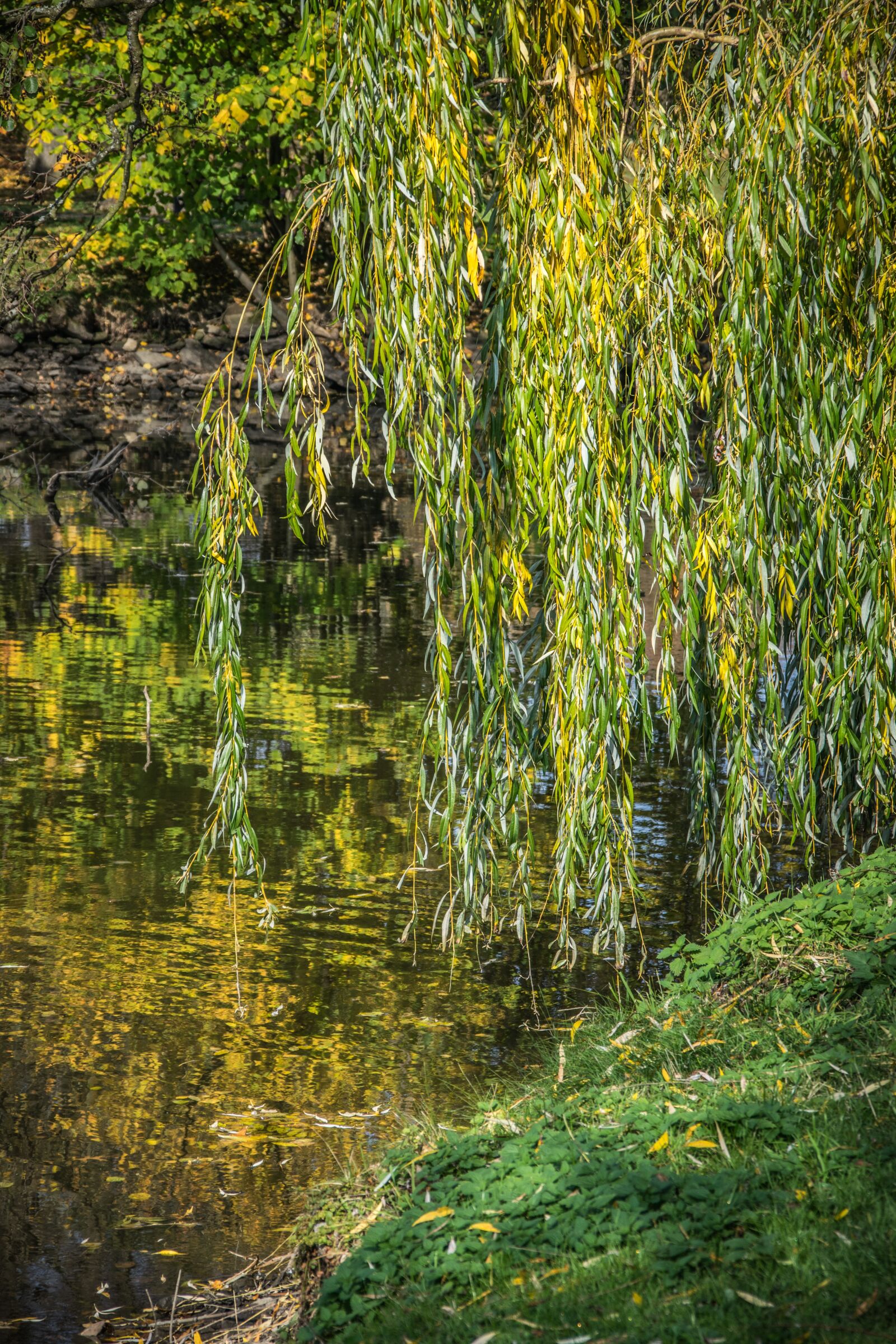 Nikon D5300 sample photo. Lake, willow, water photography