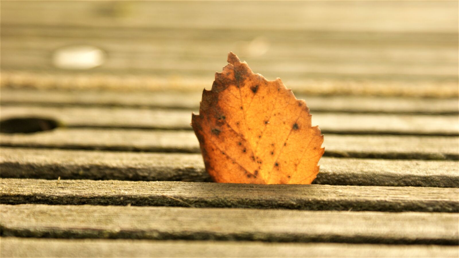 Sony Alpha DSLR-A350 sample photo. Petal, bridge, autumn photography