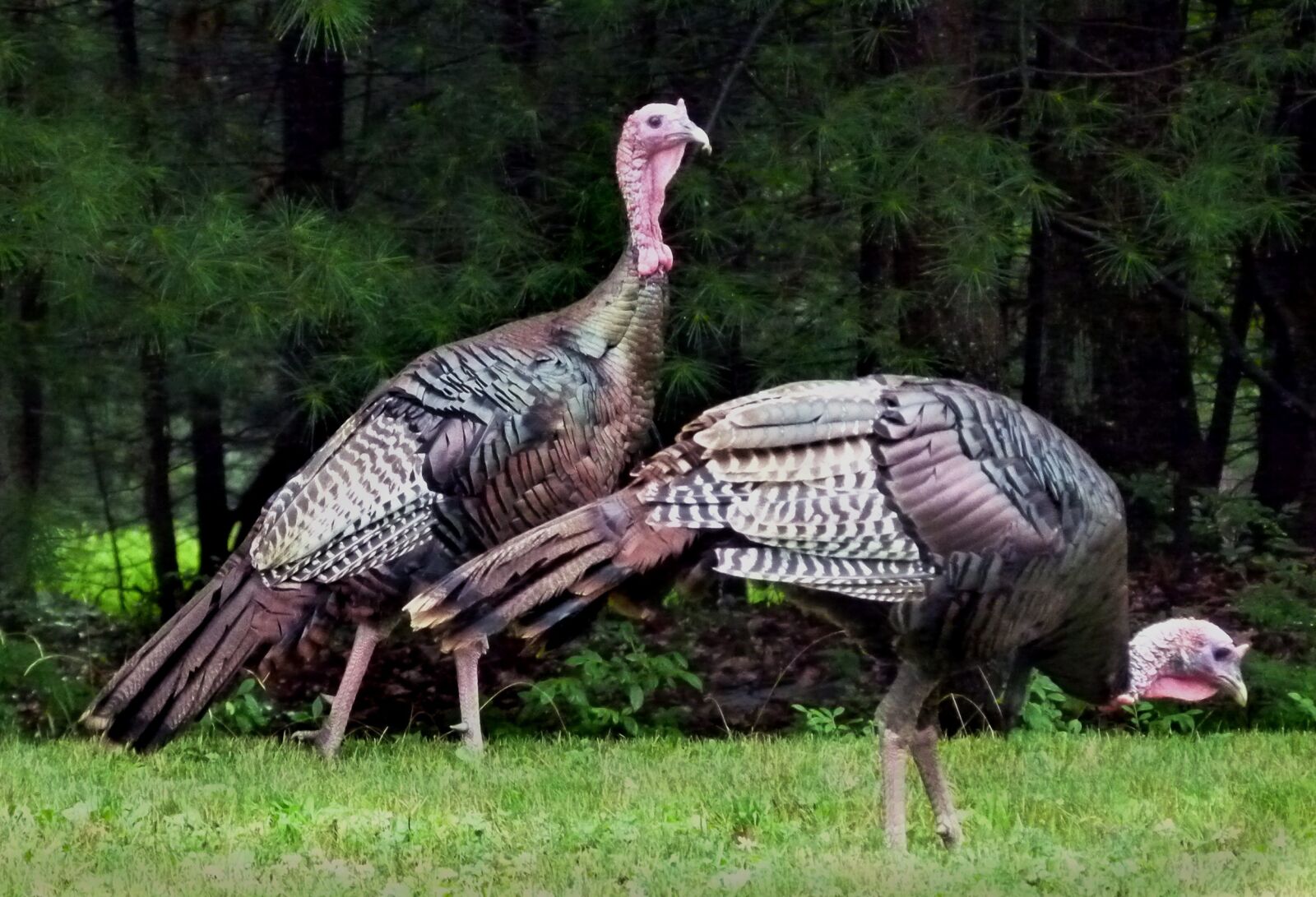 Panasonic Lumix DMC-FZ100 sample photo. Turkey, wild turkeys, birds photography