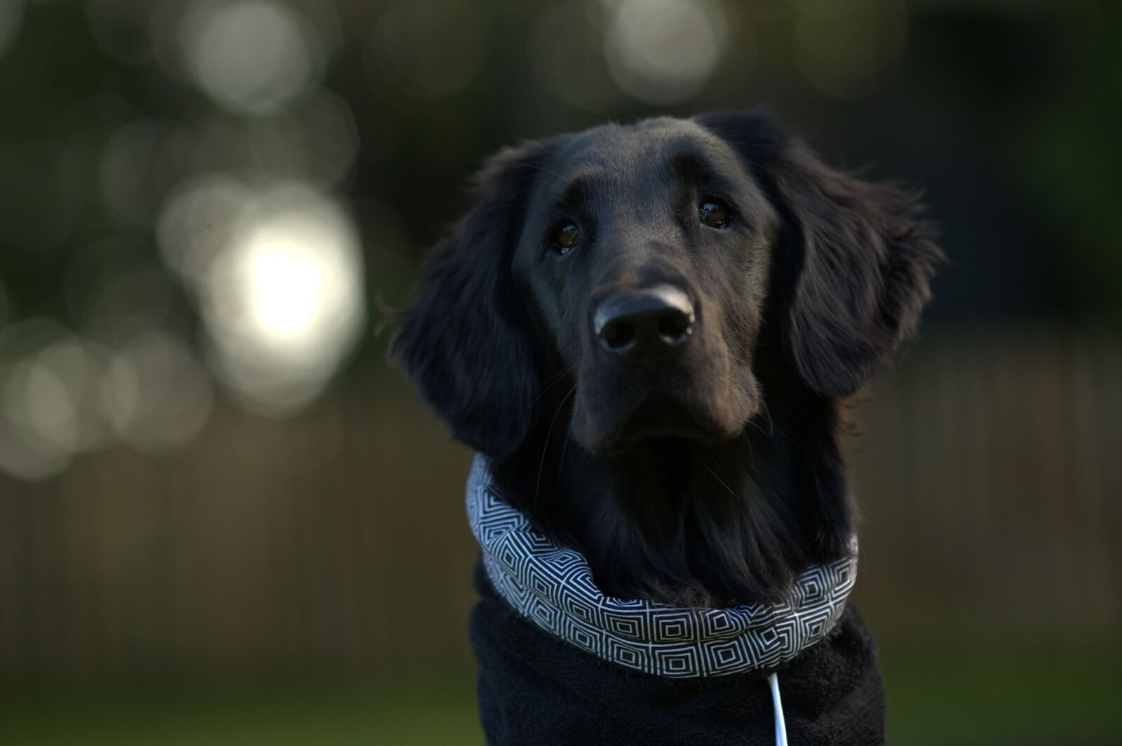 Canon EOS-1D Mark III sample photo. Flatcoated retriever, dog, portrait photography