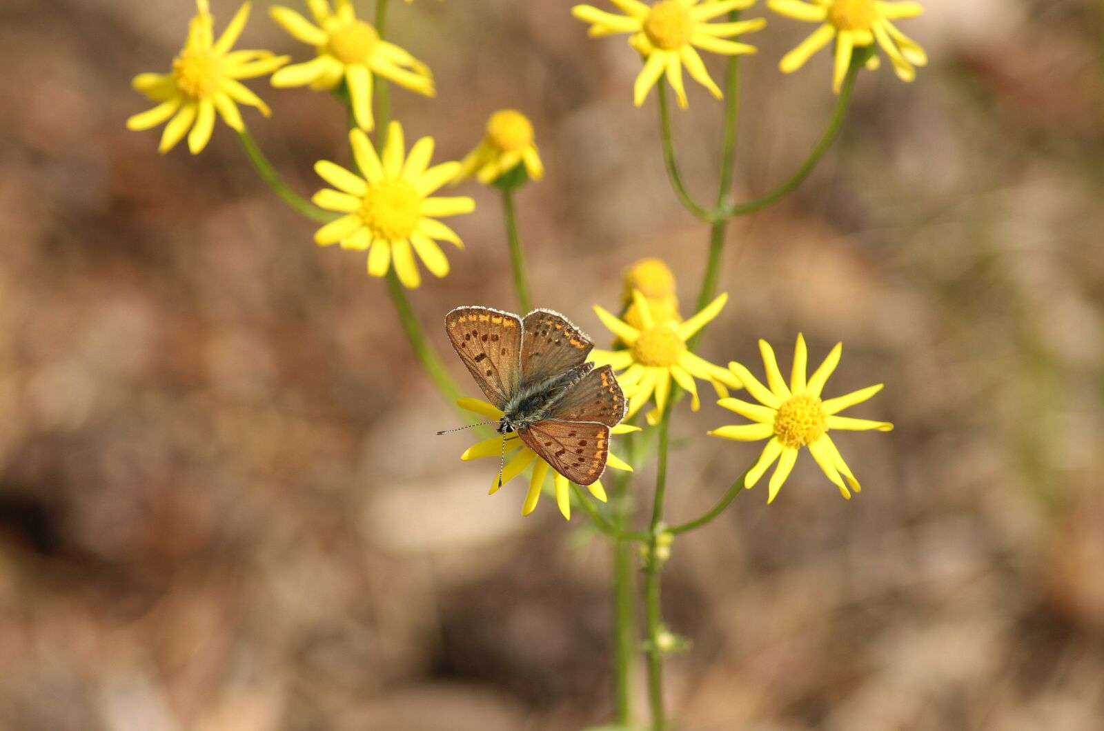 Canon EOS 1200D (EOS Rebel T5 / EOS Kiss X70 / EOS Hi) sample photo. Butterfly, insect, plants photography