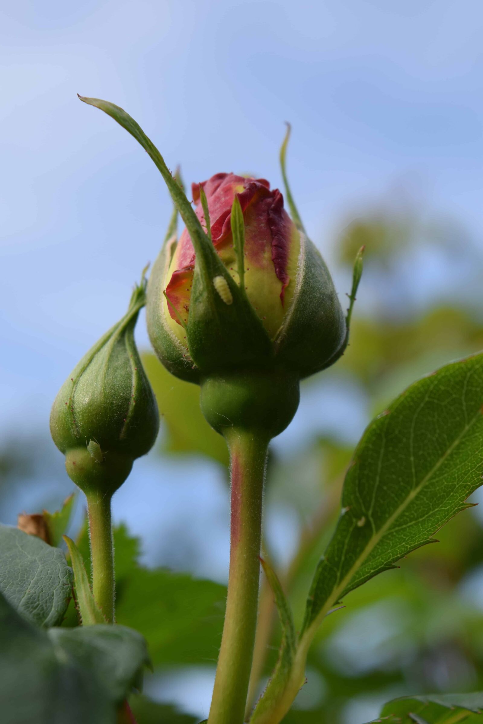 Nikon D3300 sample photo. Flower, flora, leaf, garden photography