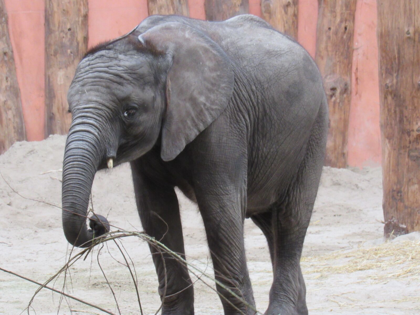 Canon PowerShot SX530 HS sample photo. Animals, elephant, nature photography