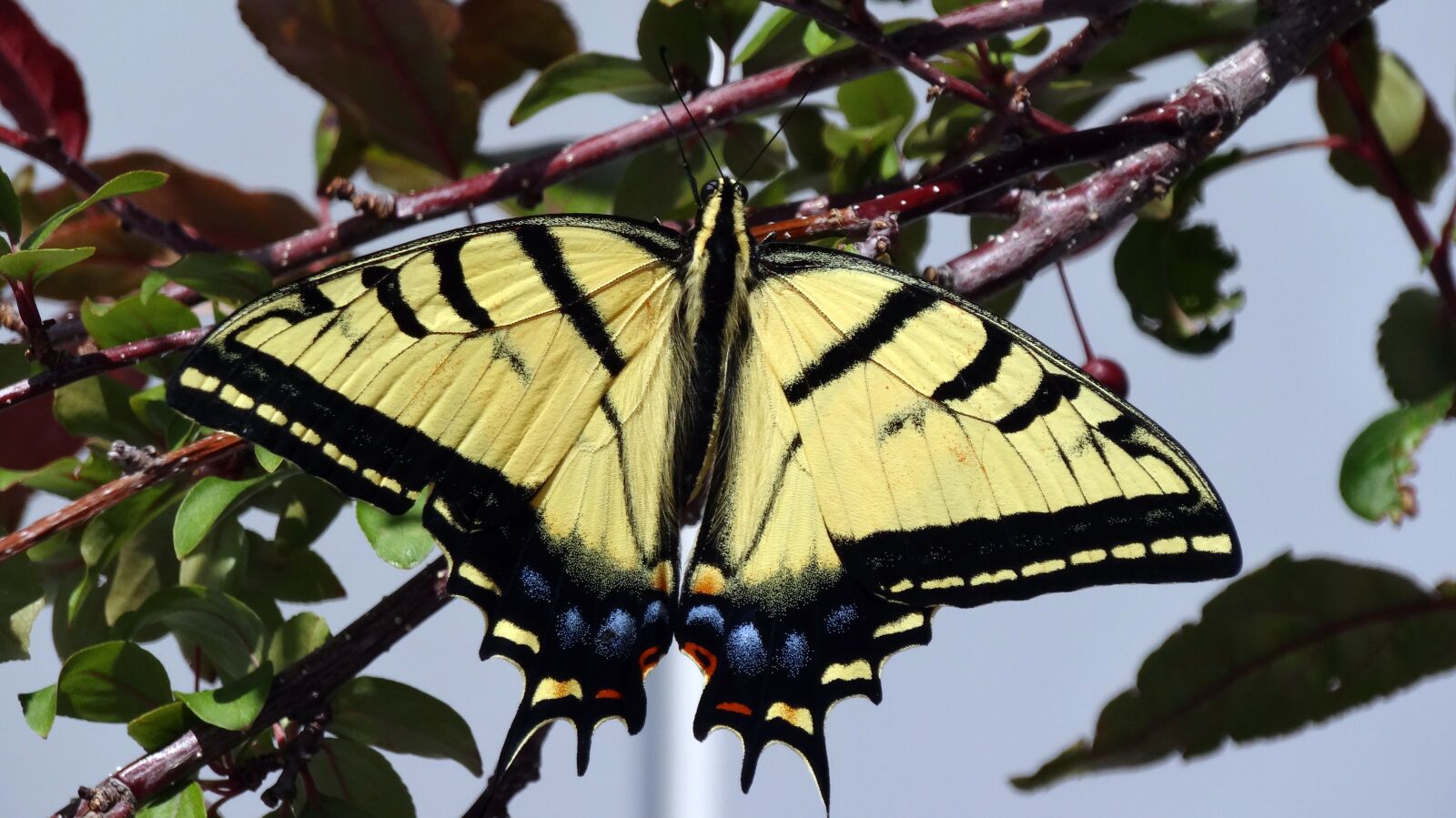 Sony Cyber-shot DSC-HX20V sample photo. Butterfly, monarch butterfly, insect photography